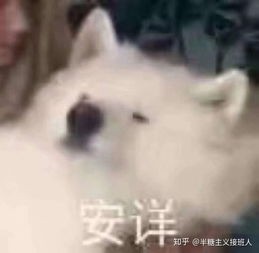 沙雕表情包的快乐时光