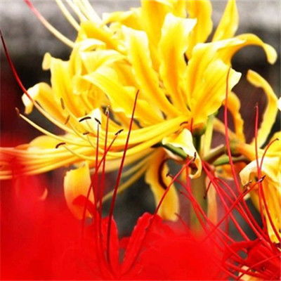  属狗的幸运花是什么