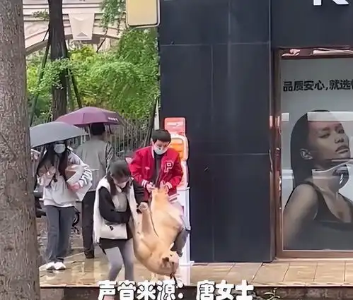  四川刚洗完澡的狗子因为下雨被抬出宠物店,狗子的表情亮了