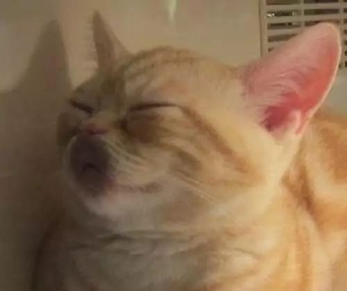  今天你和你的猫都不要睡得太死不然会变成网红