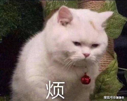  沙雕表情包图片哥哥,钓我好吗