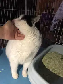一只白猫旁边一个问号的