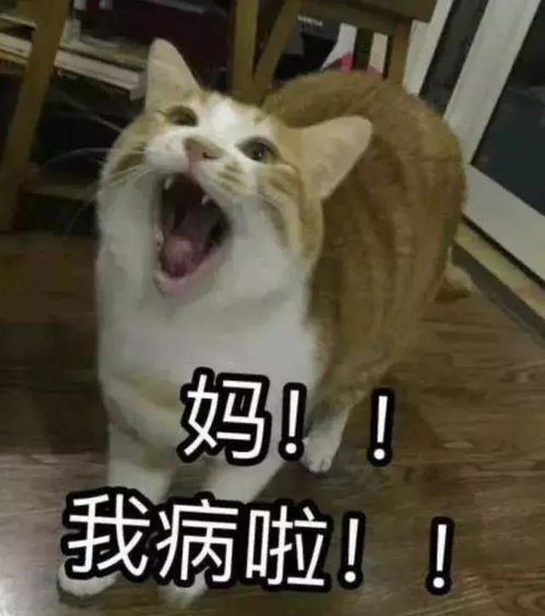  吸猫专栏妈我要吃奶妈我病了妈我饿了妈妈妈....