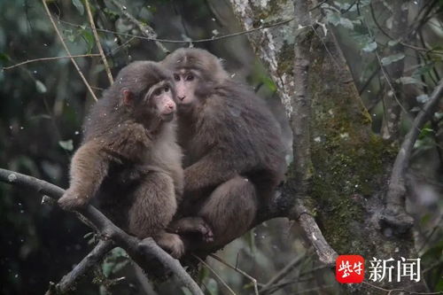  知名景区施行人猴分离网友大师兄的好日子要到头了