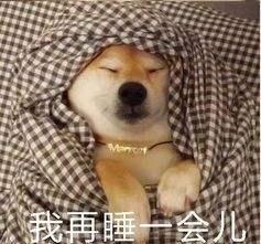  身为养狗人,谁的手机没有几张,狗狗沙雕表情包呢