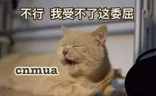 真怂表情包猫猫