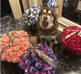  王思聪送爱犬王可可情人节礼物四束鲜花一款限量版lv包包