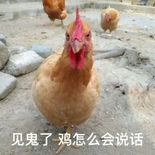  表情包图片有钱人的生活,就是这么简单平淡