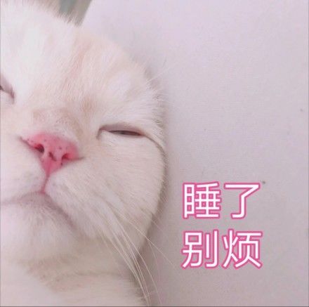  猫为什么非要趴在人身上那是因为.....
