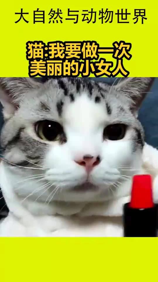  猫我要做一次美丽的小女人