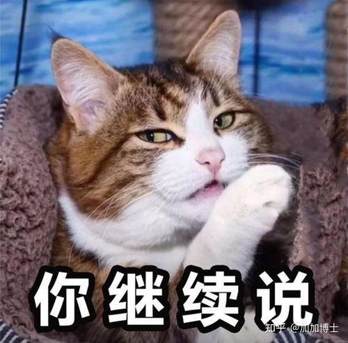 活着的表情包猫咪
