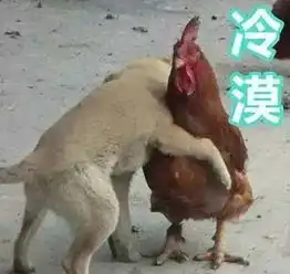  前方高能,最近被鸡年表情包洗脑了,春节斗图靠它们了
