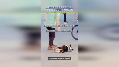  小狗非要奶奶抱着才肯回家,奶奶假装走了它一脸茫然的表情