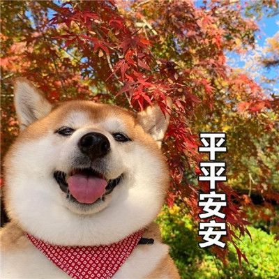  表情包可爱的萌宠表情包