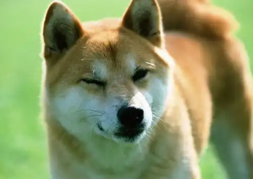  狗狗宠物动物萌动物狗狗