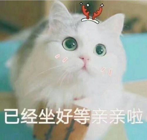  喵星人不装点b格怎么萌呢