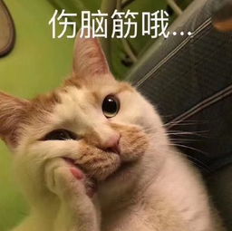 猫猫狗狗表情包猫猫狗狗