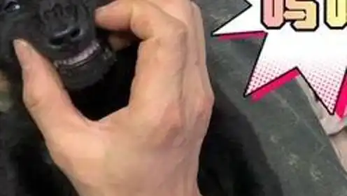  田园犬小奶狗被逮秒变憨憨,任人摆布,硬是被盘成表情包中华田园犬