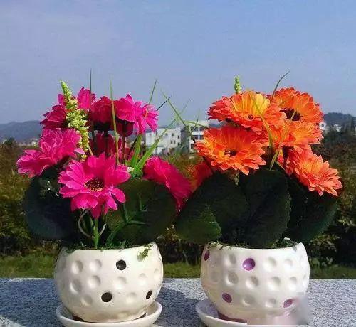  立春后养3种富贵花,养在家里转运招财,新的一年好兆头