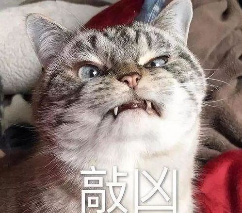  猫咪讨厌主人才会有的行为,进来看看,你中招了吗