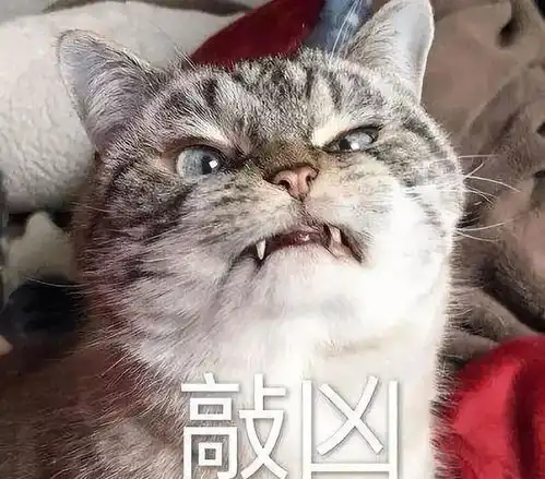  猫咪讨厌主人才会有的行为,进来看看,你中招了吗