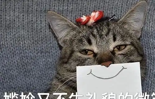 小猫击掌表情包北方人