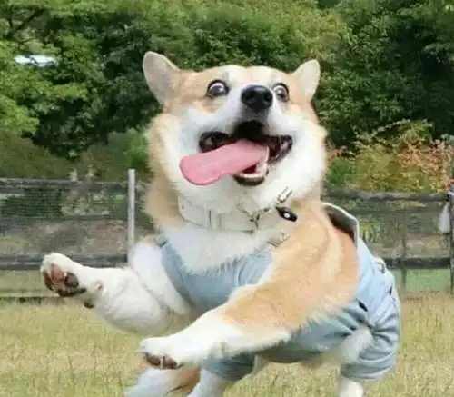 呼叫表情包可爱柯基