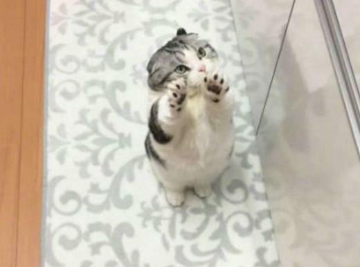  主人缩减猫咪的食物,猫发现后经常跑厨房要吃的,哀怨的表情亮了
