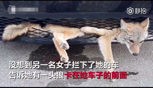  草原狼遇车祸被卡汽车保险杠里表情一脸无辜