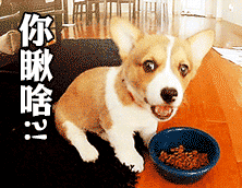  幼犬刚到家需谨慎,6大禁忌绝不能犯