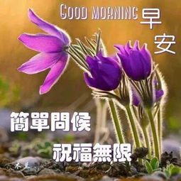  早晨安好惟有朋友,始终陪在左右,祝快乐每一天,早晨好