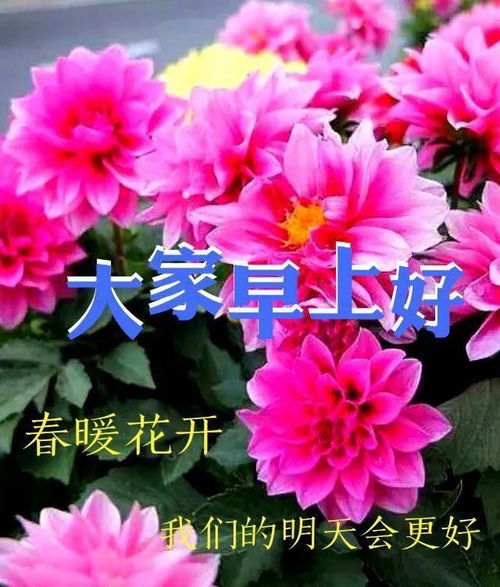 早上好老年人表情包花