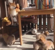 柴犬图片表情包gif戏精