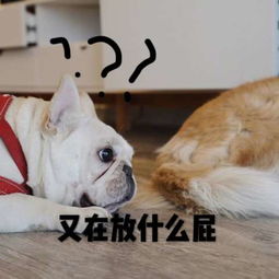  笑出鼻涕泡的搞笑萌猫表情包你一本正经卖萌的样子怎么辣么搞笑