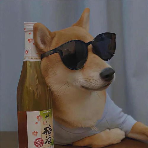  动物头像表情包