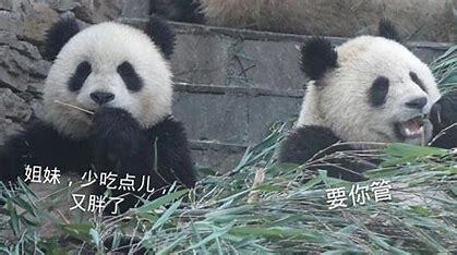  大熊猫为什么要顶着两个黑眼圈呢