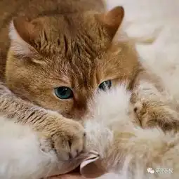 打滚表情包猫猫ho