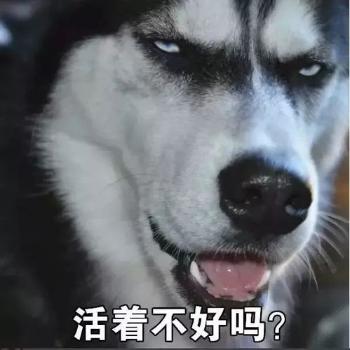 狗粮 表情包托腮
