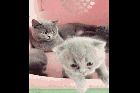  小奶猫长牙了,迫不及待的想给主人瞧瞧,一旁猫妈见了表情很郁闷