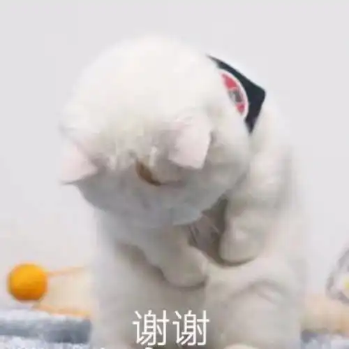  谢谢老板丨第311期喵表情包