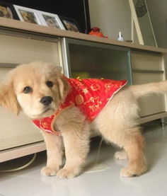 闭嘴的表情包一条狗金毛