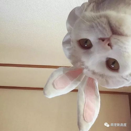  萌宠猫咪,可爱图片大全