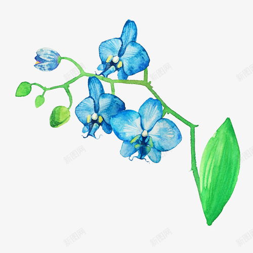  手绘卡通蓝色蝴蝶兰设计图片免费下载页面网页平面电商创意素材蓝色花瓣素材
