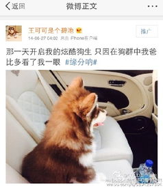  王思聪为爱犬做美甲表情宠溺网友狗生赢家