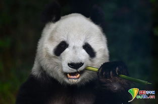 起飞表情包大熊猫