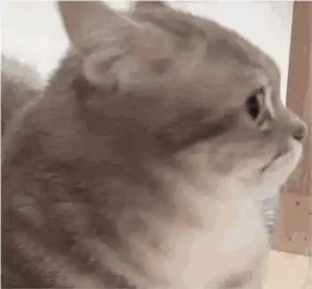  被你疼爱的猫,才会有这些表现
