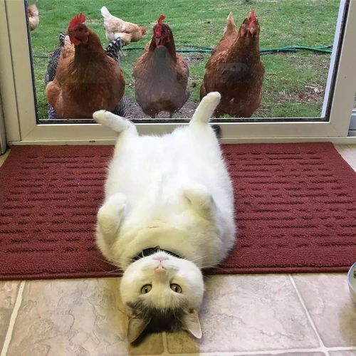 汤姆猫看报纸表情包白杆