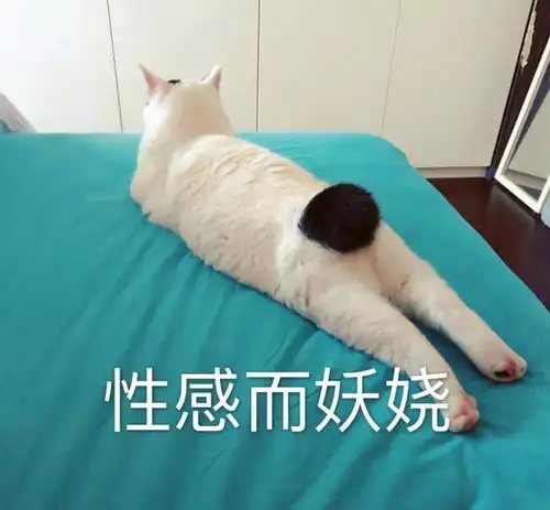  猫猫表情包第十期丨爱情这杯酒,谁喝都得醉