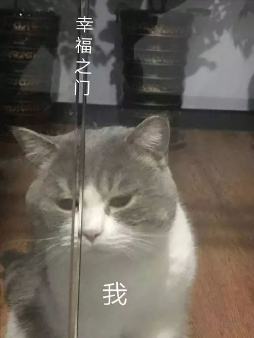  微信表情包新的一周,新的斗图怼人表情包