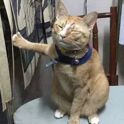  你家猫爪子被勾住了,第一时间怎么做当然是去拍照